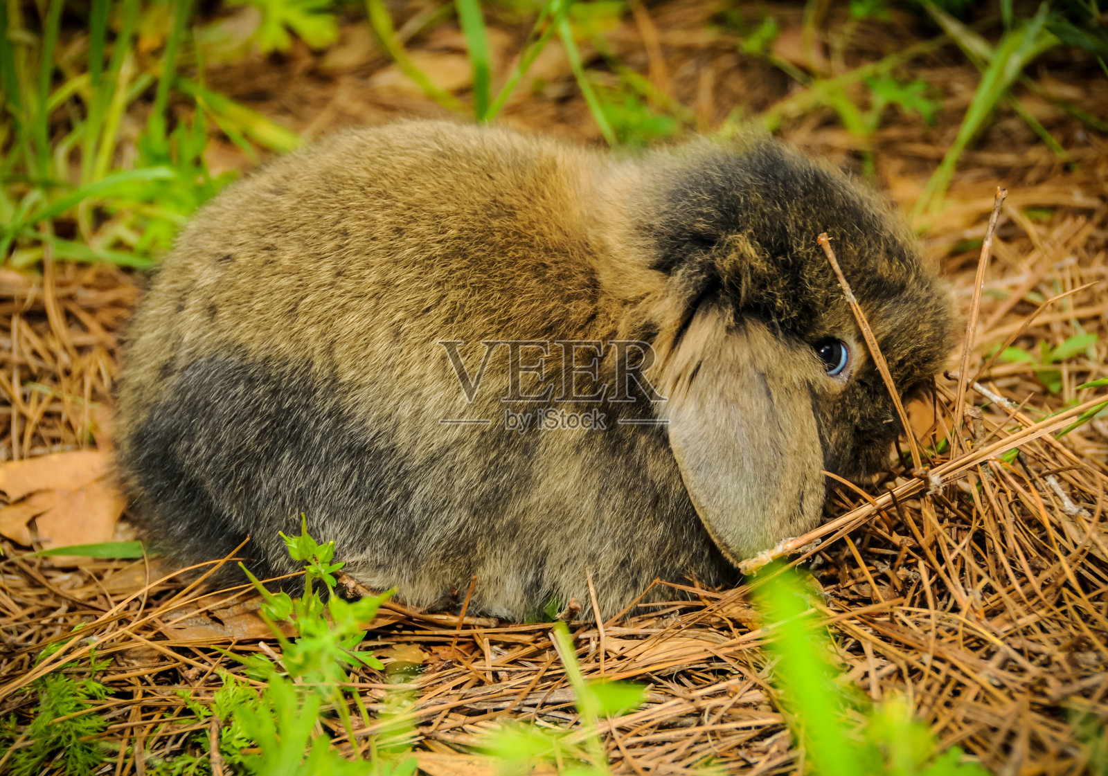 害羞的小兔子照片摄影图片