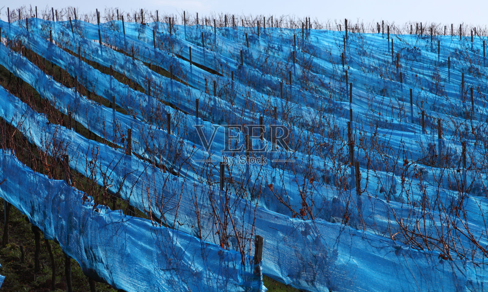 蓝色的葡萄园照片摄影图片