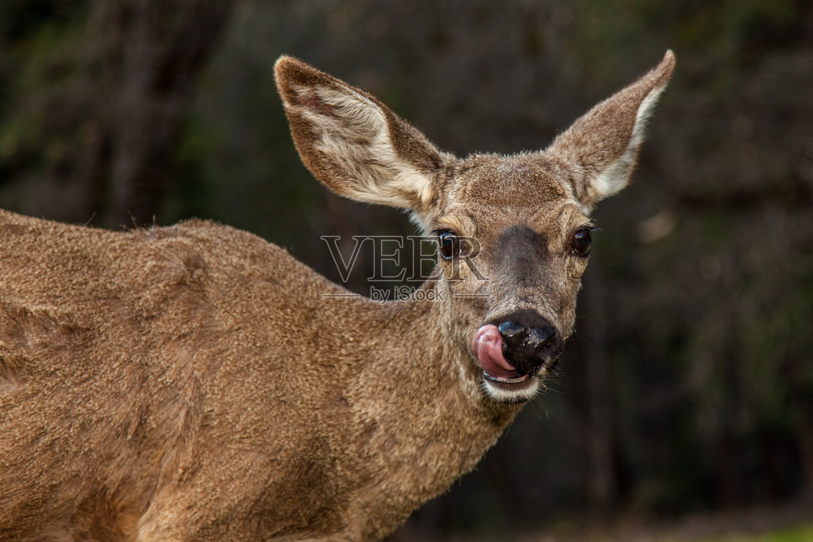 鹿Mother_Grasses……Oishi des ~ ~照片摄影图片