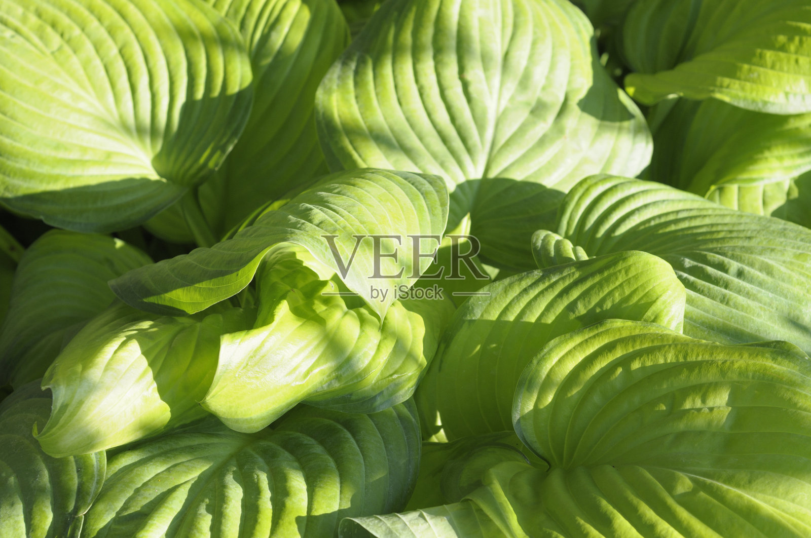 玉簪属草本植物照片摄影图片