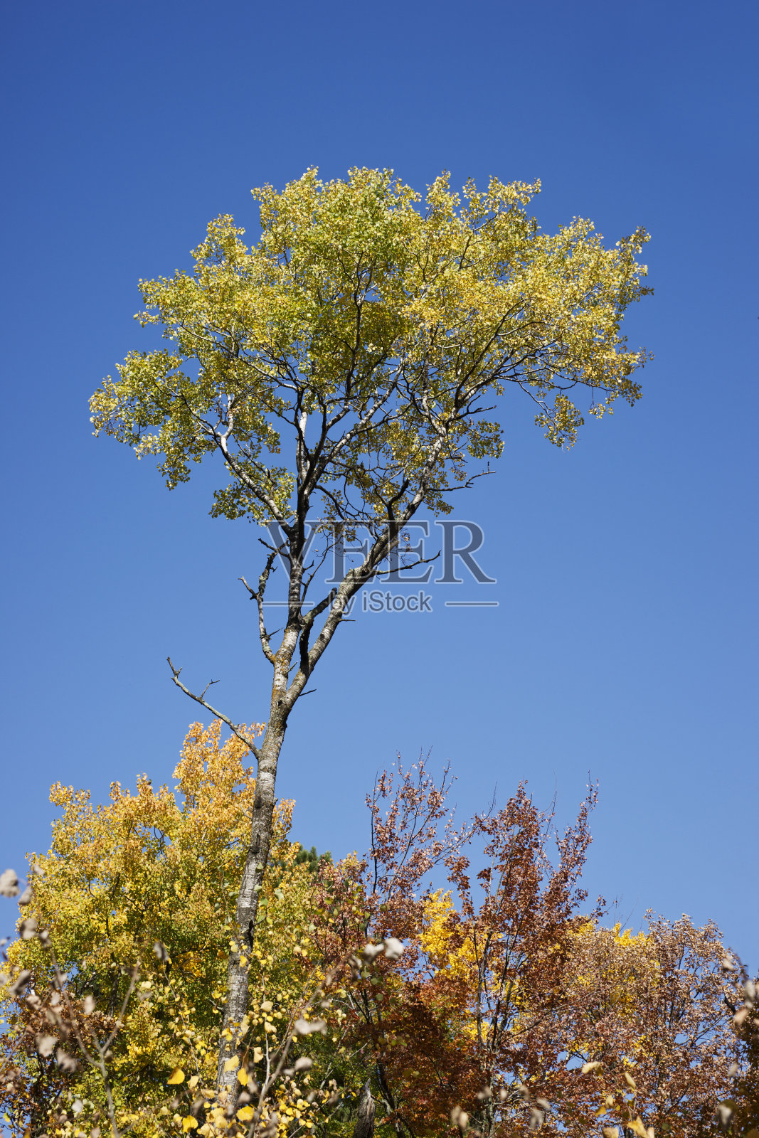 丰富多彩的秋天树木照片摄影图片