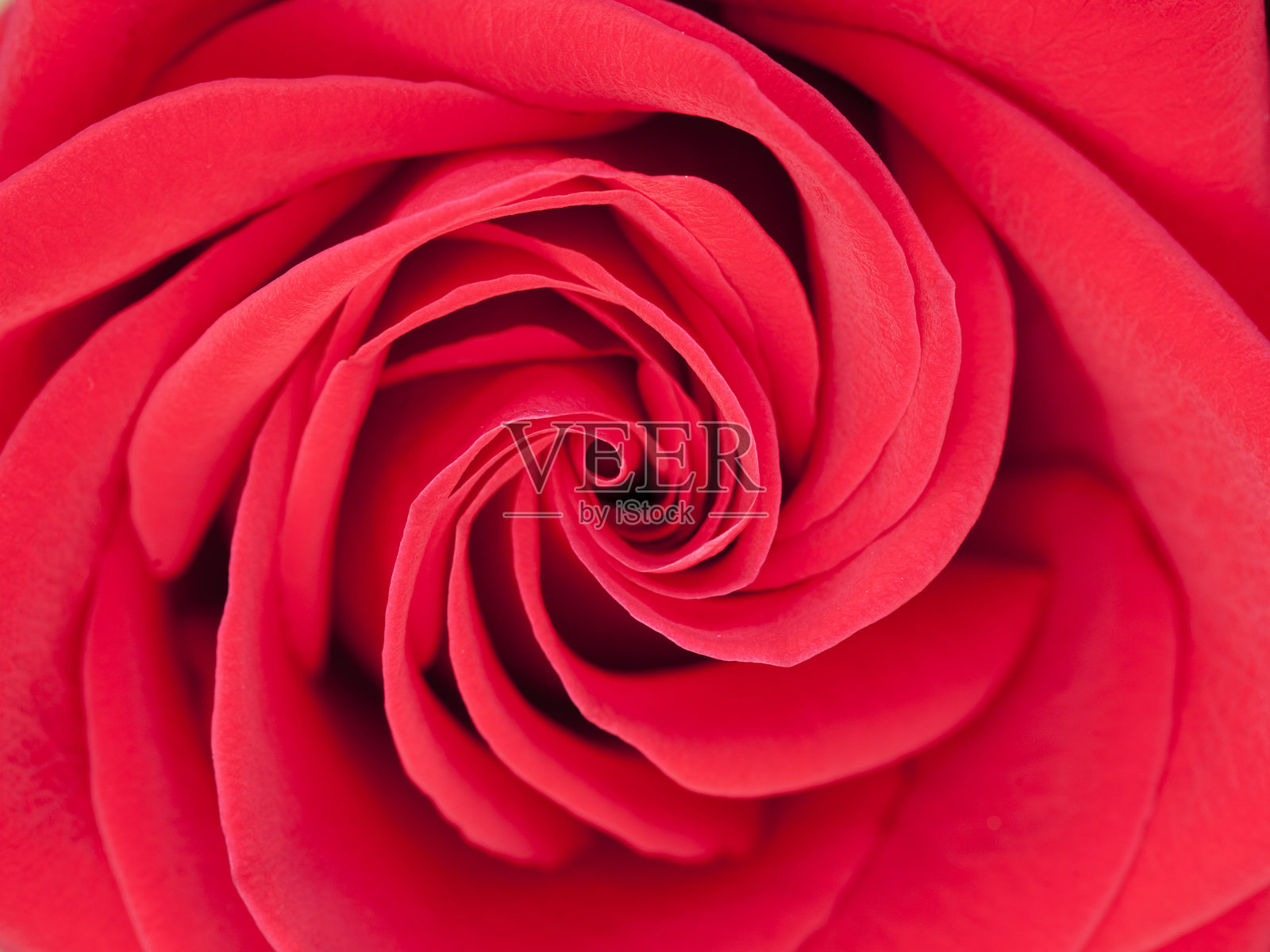 一朵红玫瑰的中心照片摄影图片