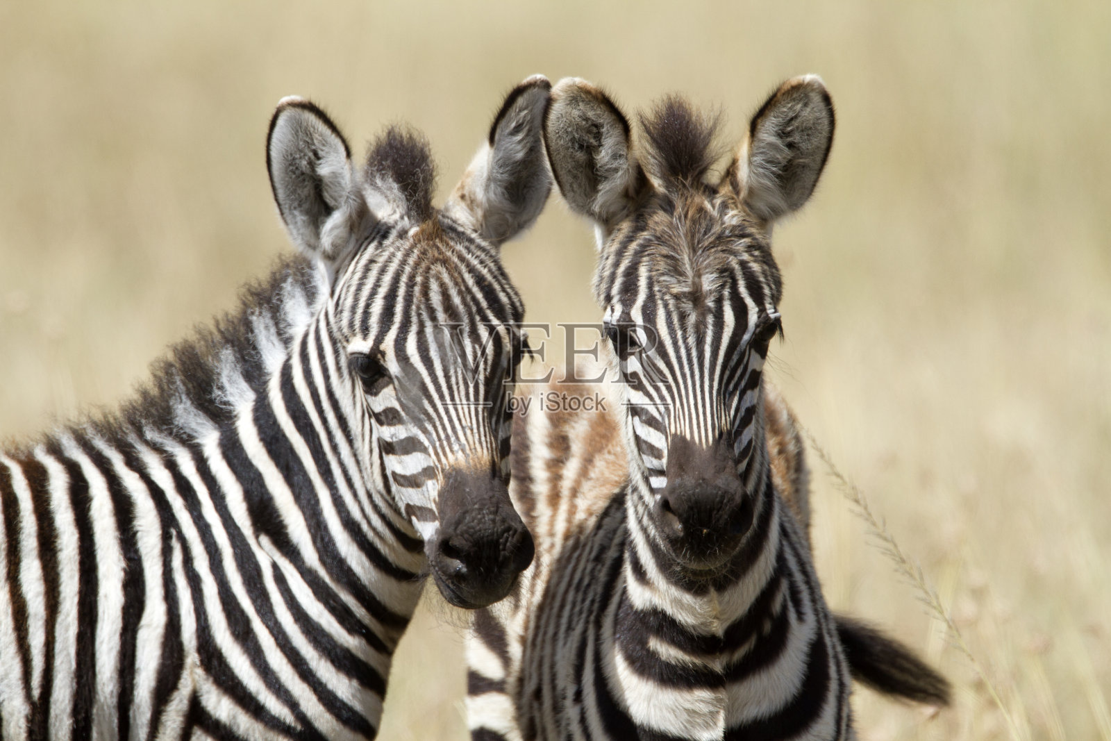 两只小斑马在玩耍，肯尼亚马赛马拉国家公园照片摄影图片
