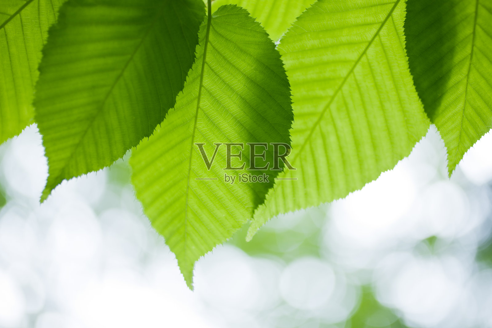 绿色的树叶照片摄影图片