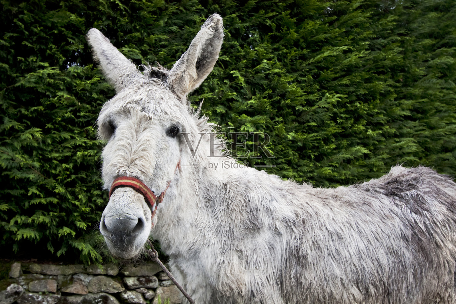 驴照片摄影图片