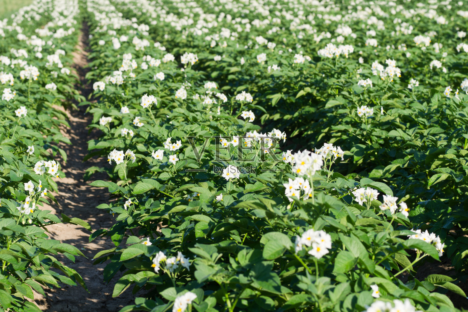 花马铃薯田照片摄影图片