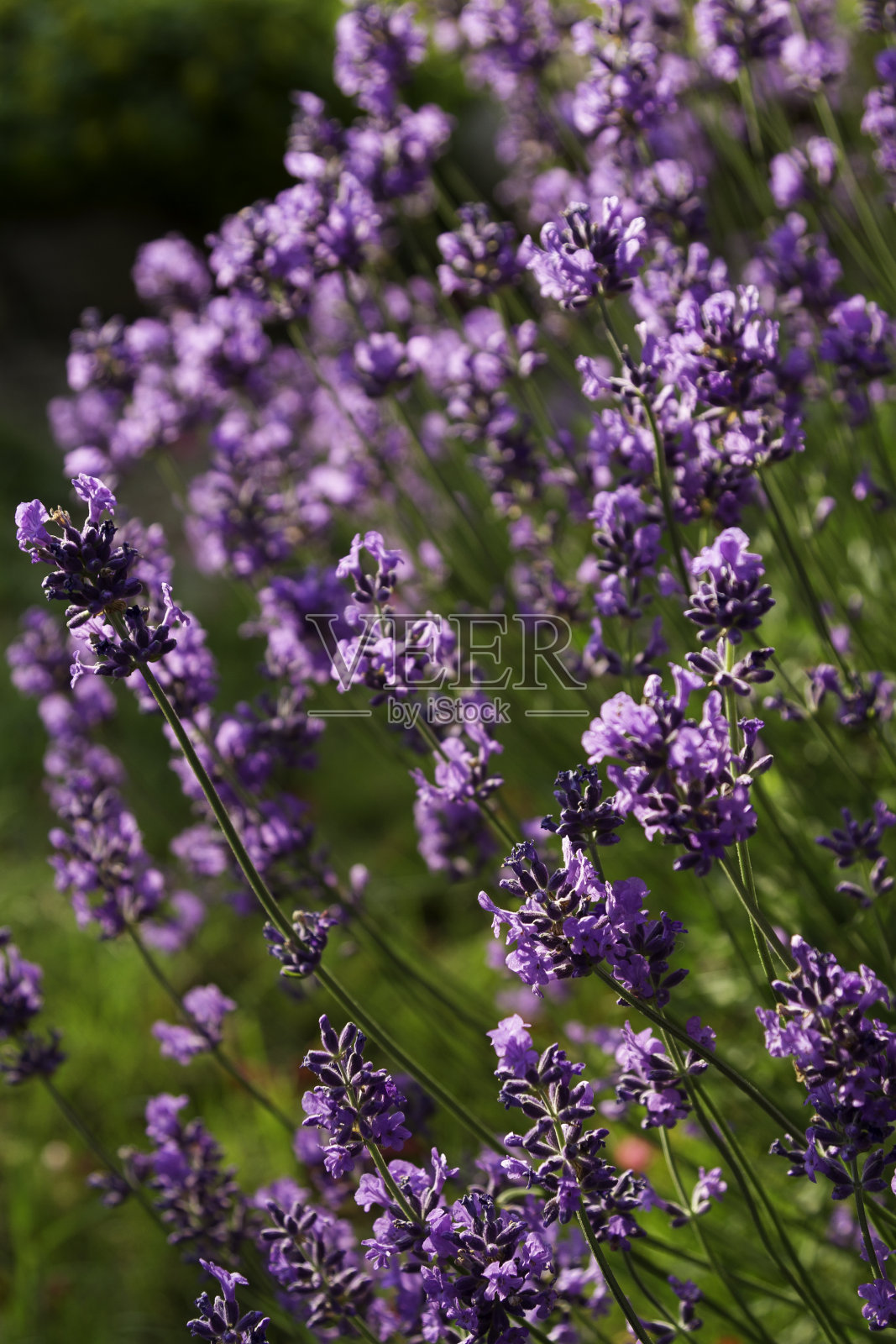 薰衣草照片摄影图片