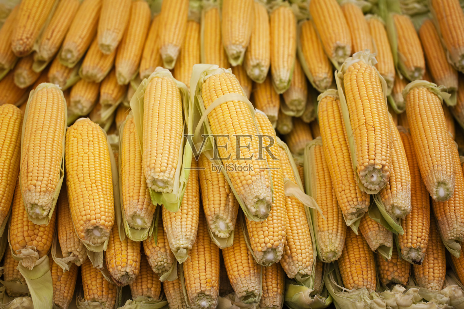 玉米在证人席上照片摄影图片