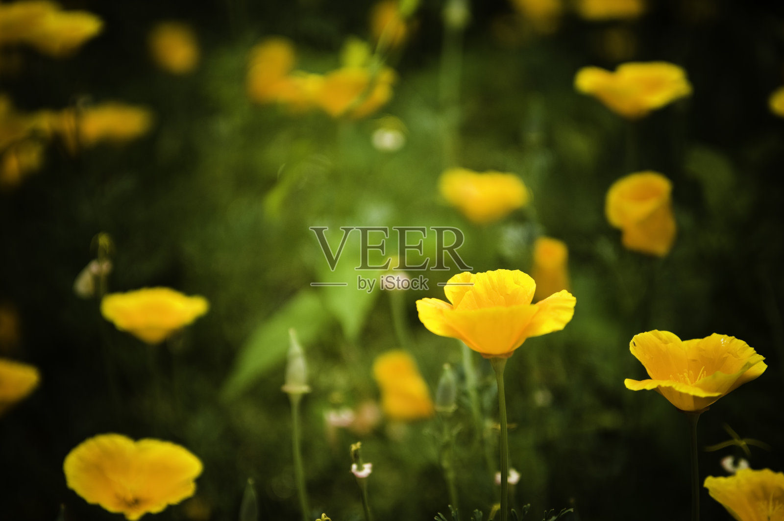 花的背景照片摄影图片