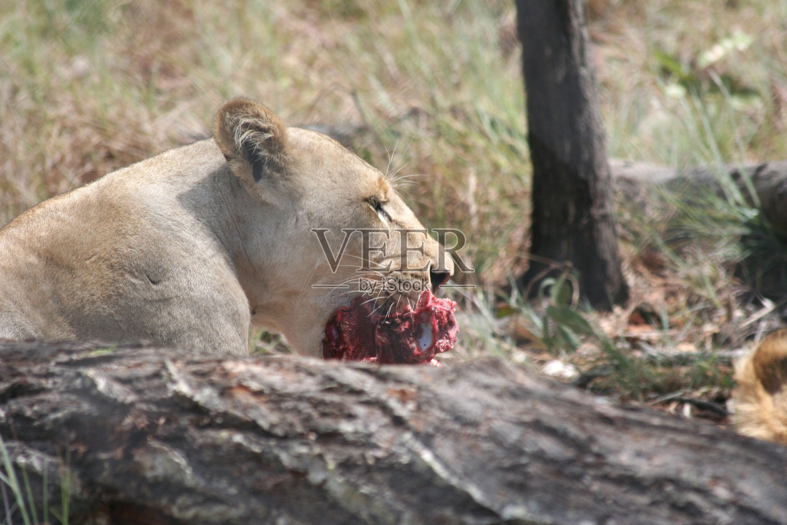 狮子照片摄影图片