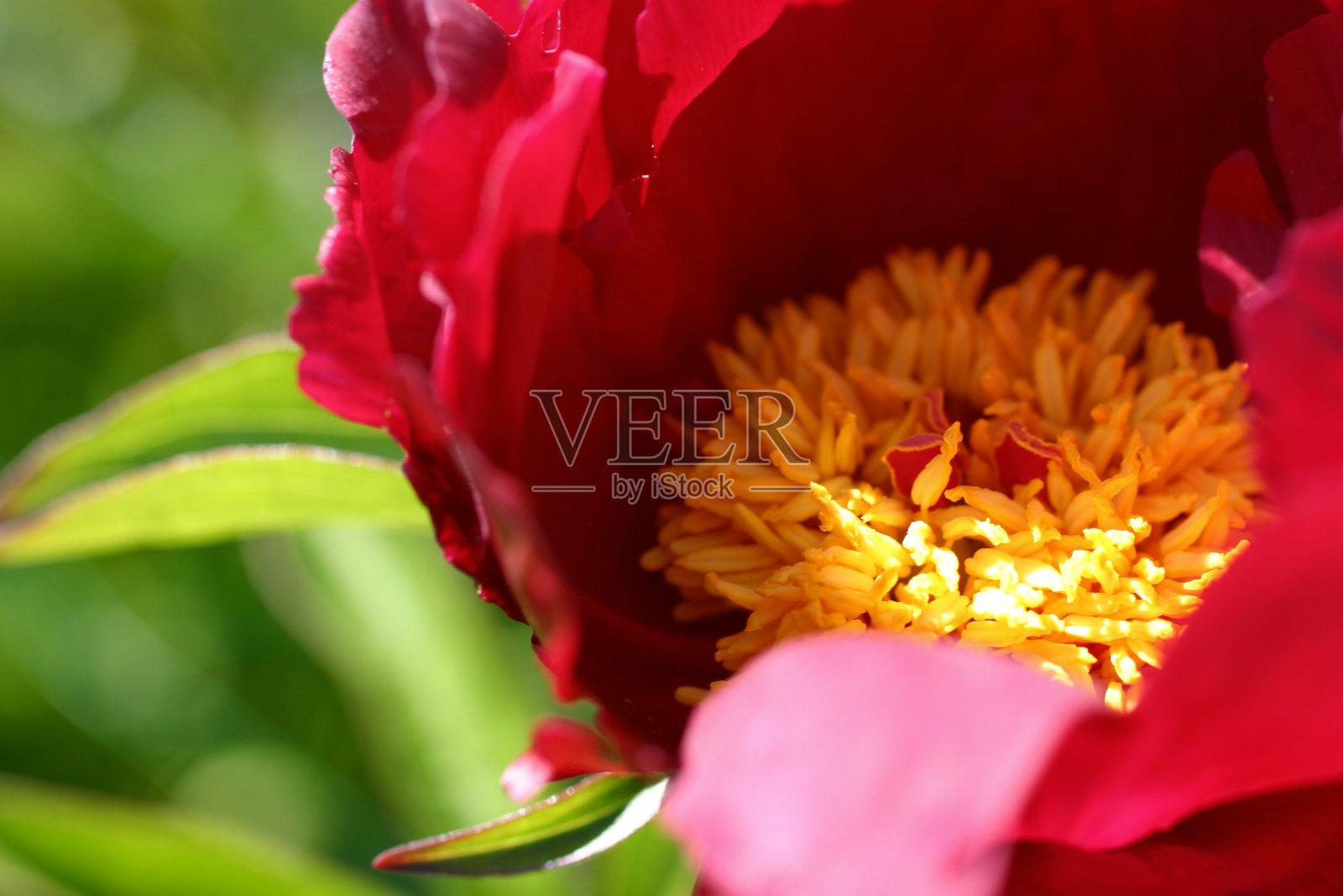 牡丹开花照片摄影图片