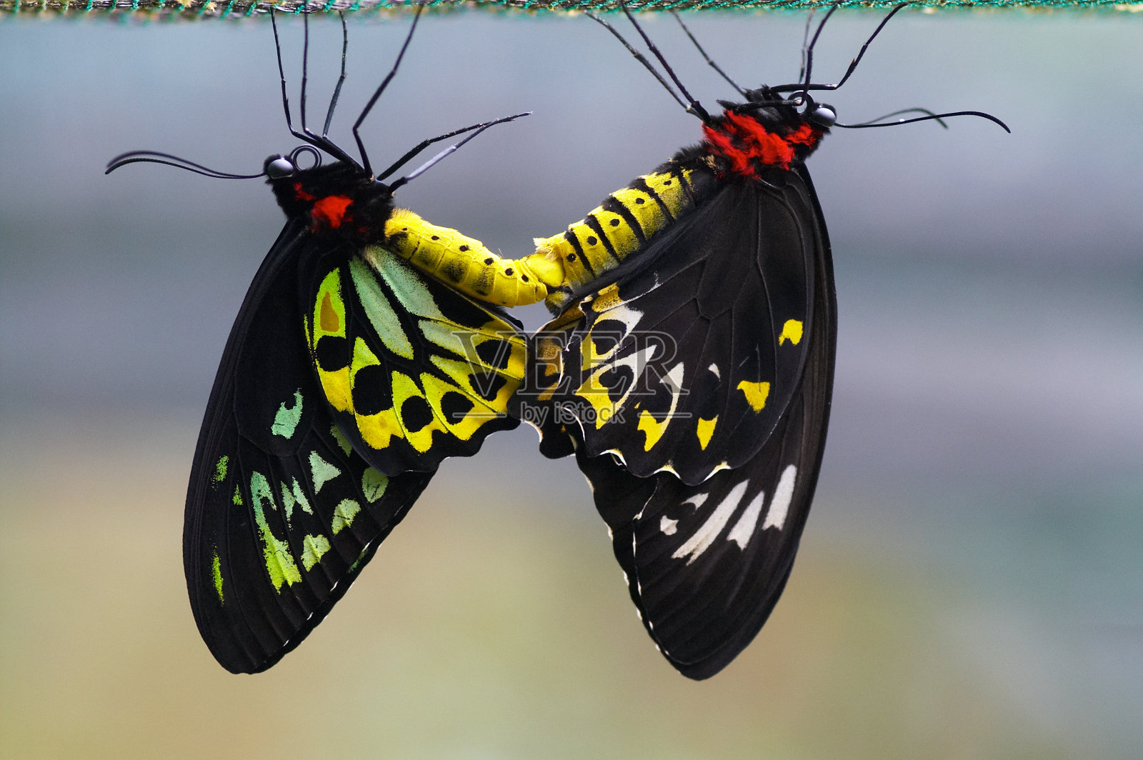 里士满birdwing蝴蝶照片摄影图片
