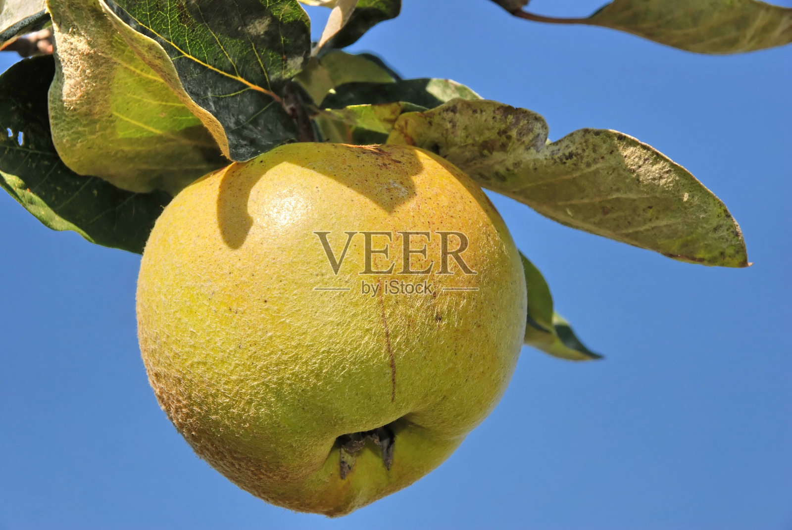 榅桲照片摄影图片