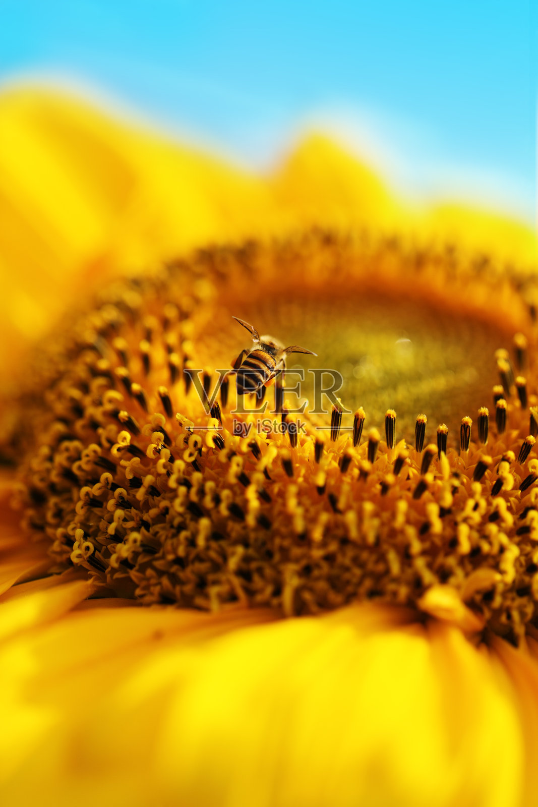 蜜蜂和向日葵照片摄影图片
