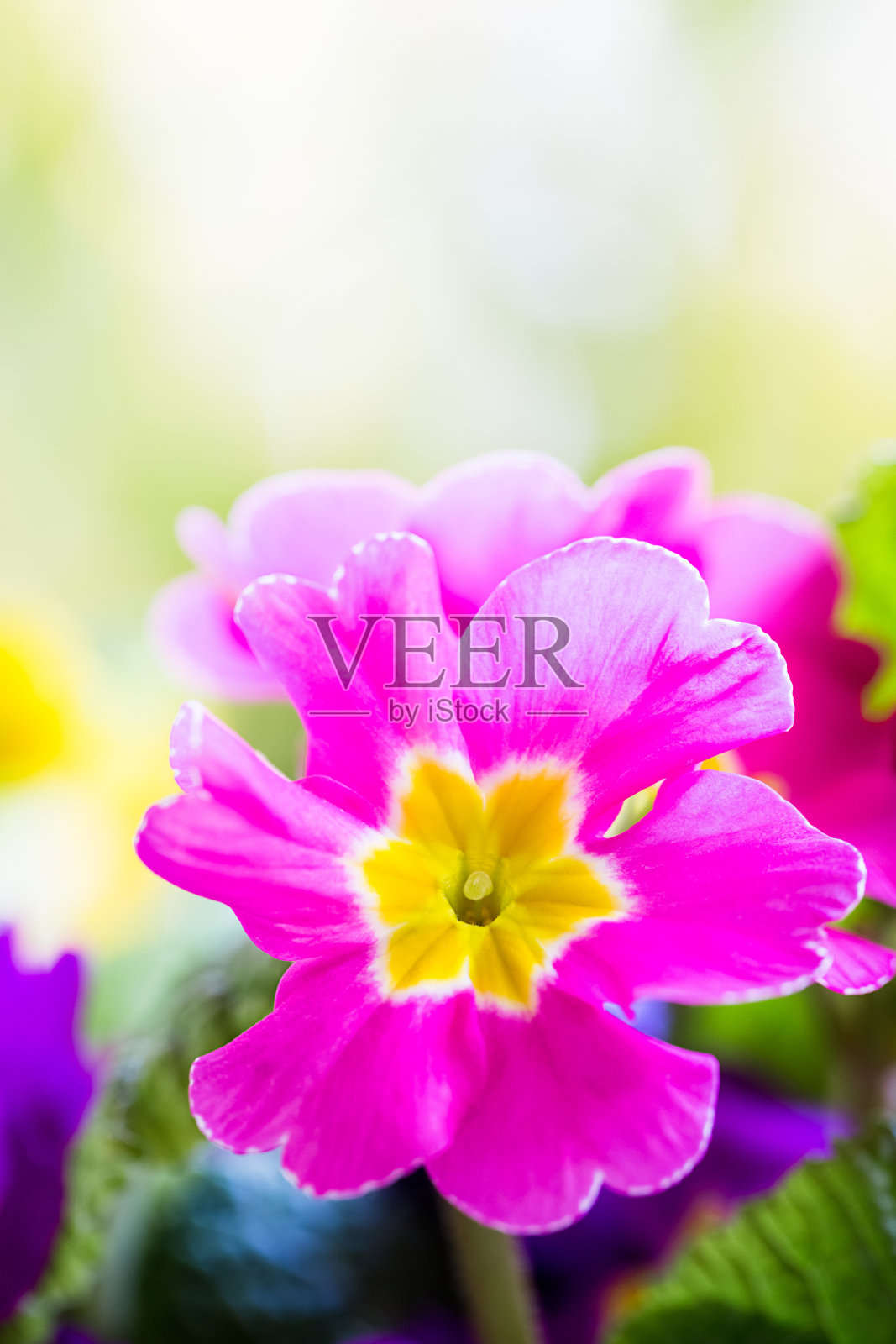 紫色的花照片摄影图片