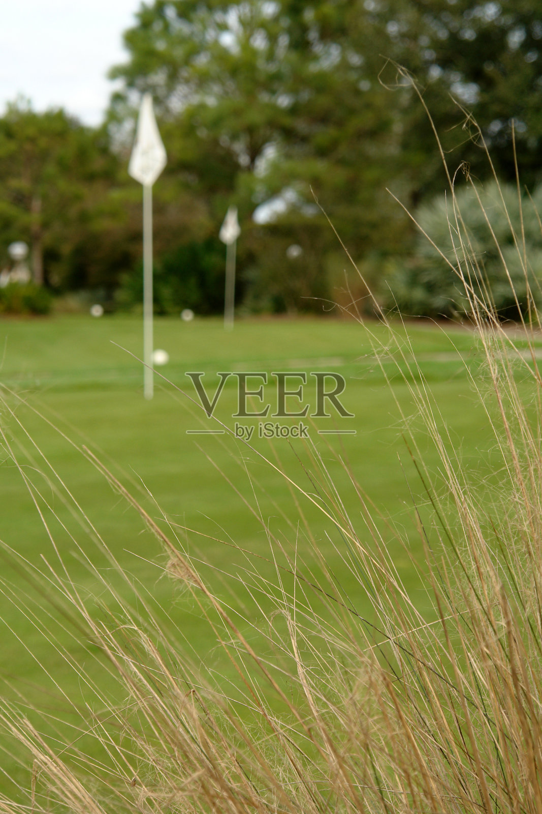 种槽草照片摄影图片