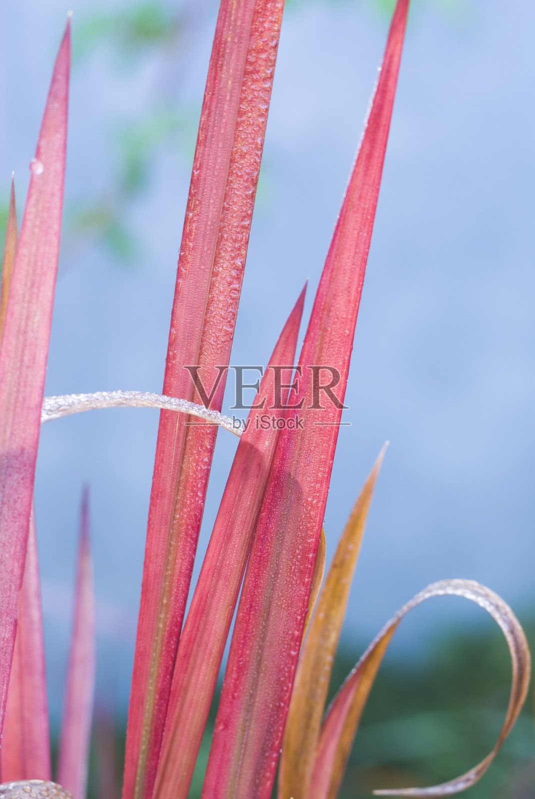 日本血草-二照片摄影图片