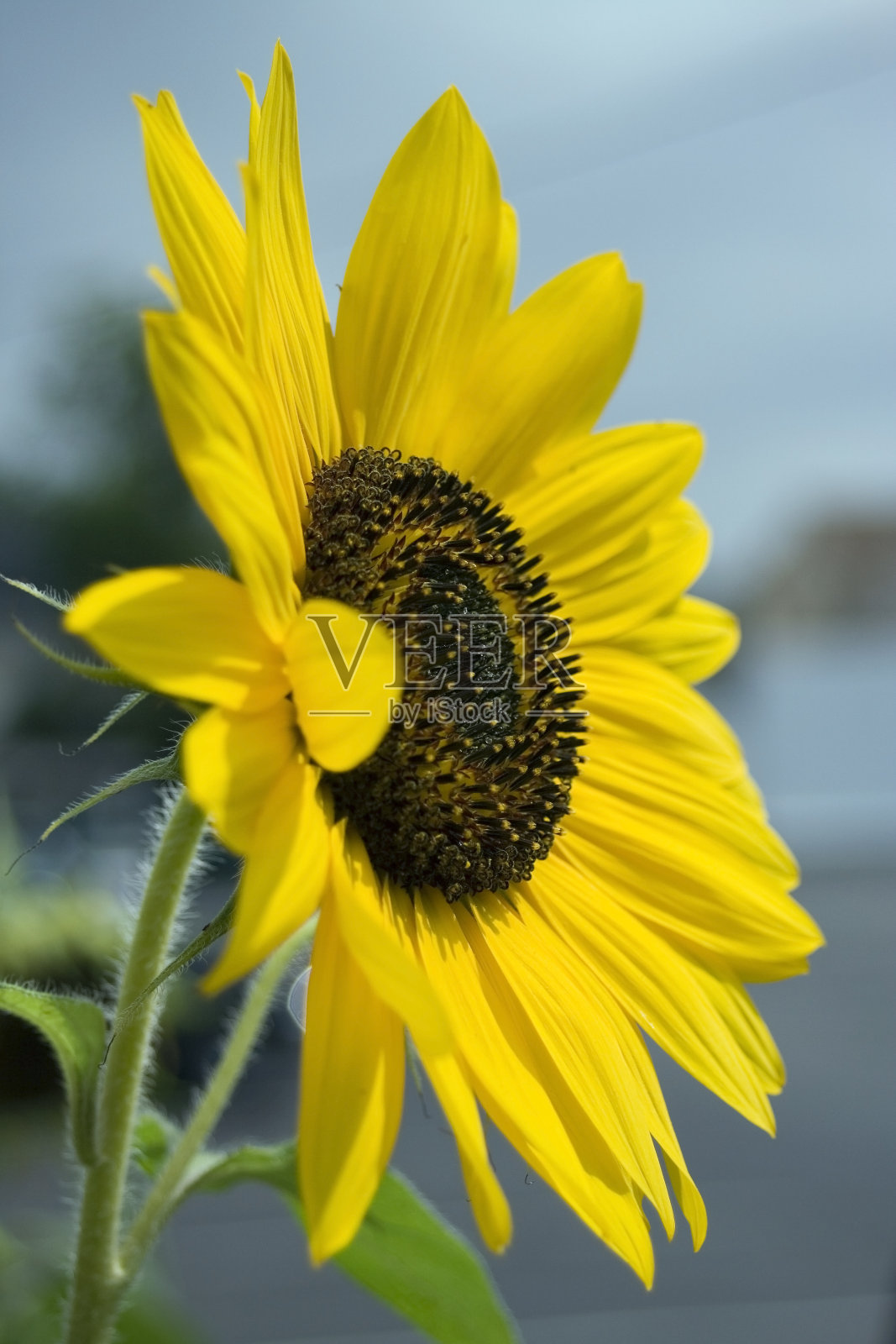 单一的向日葵照片摄影图片