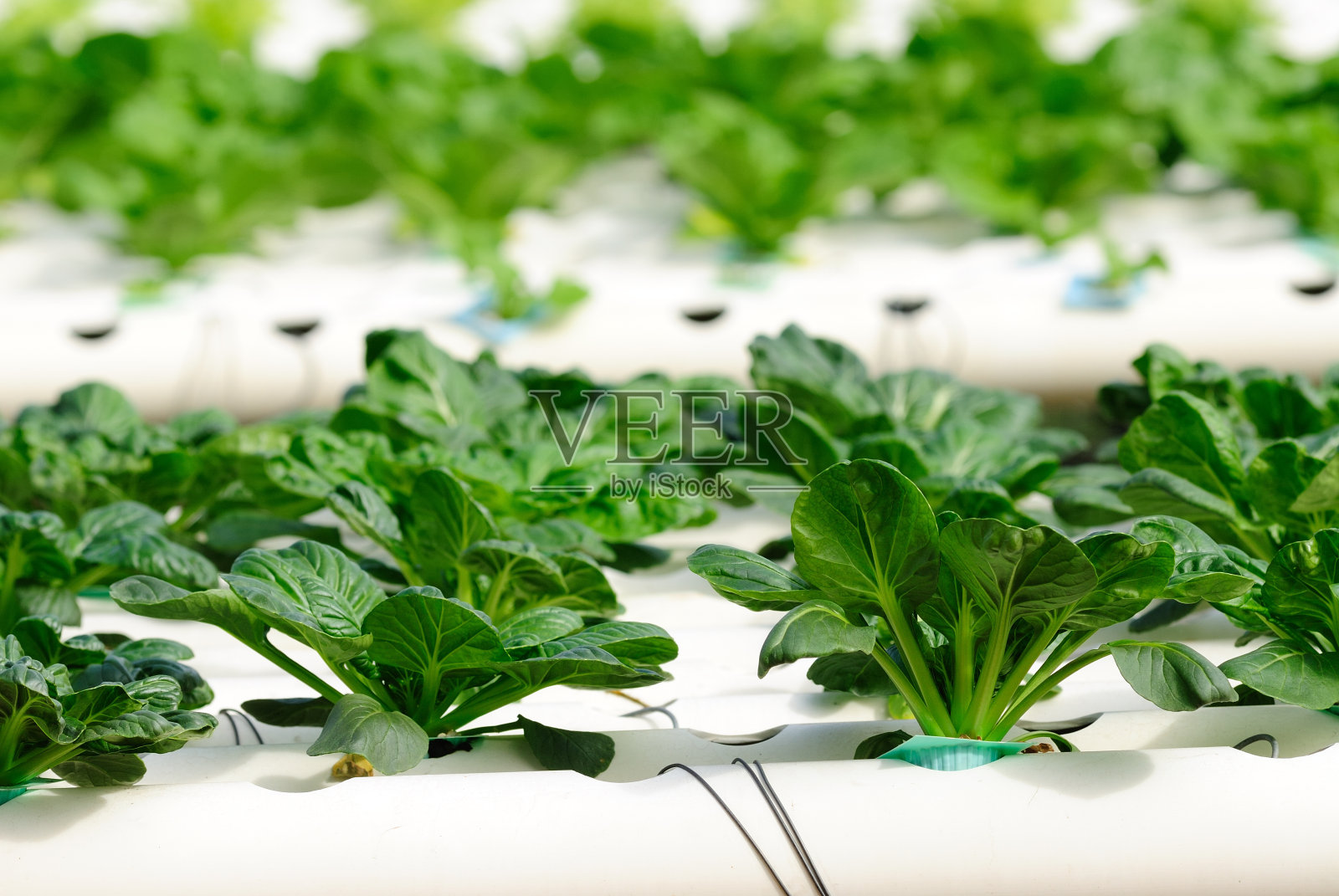 水培蔬菜照片摄影图片