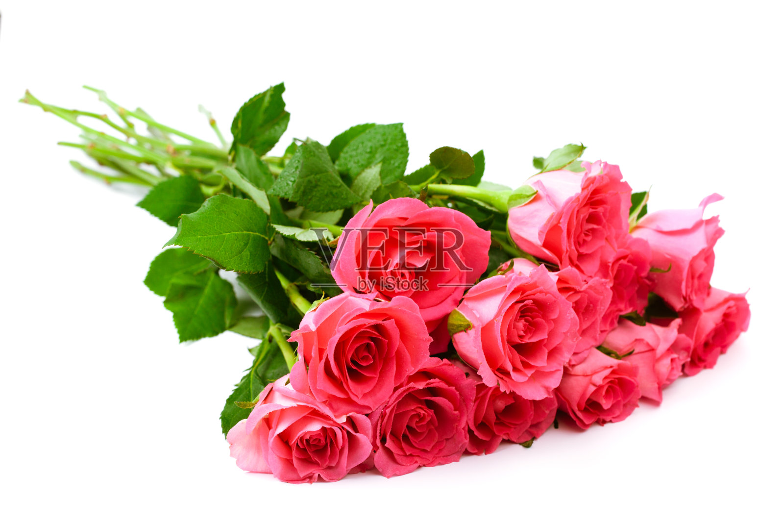 玫瑰照片摄影图片