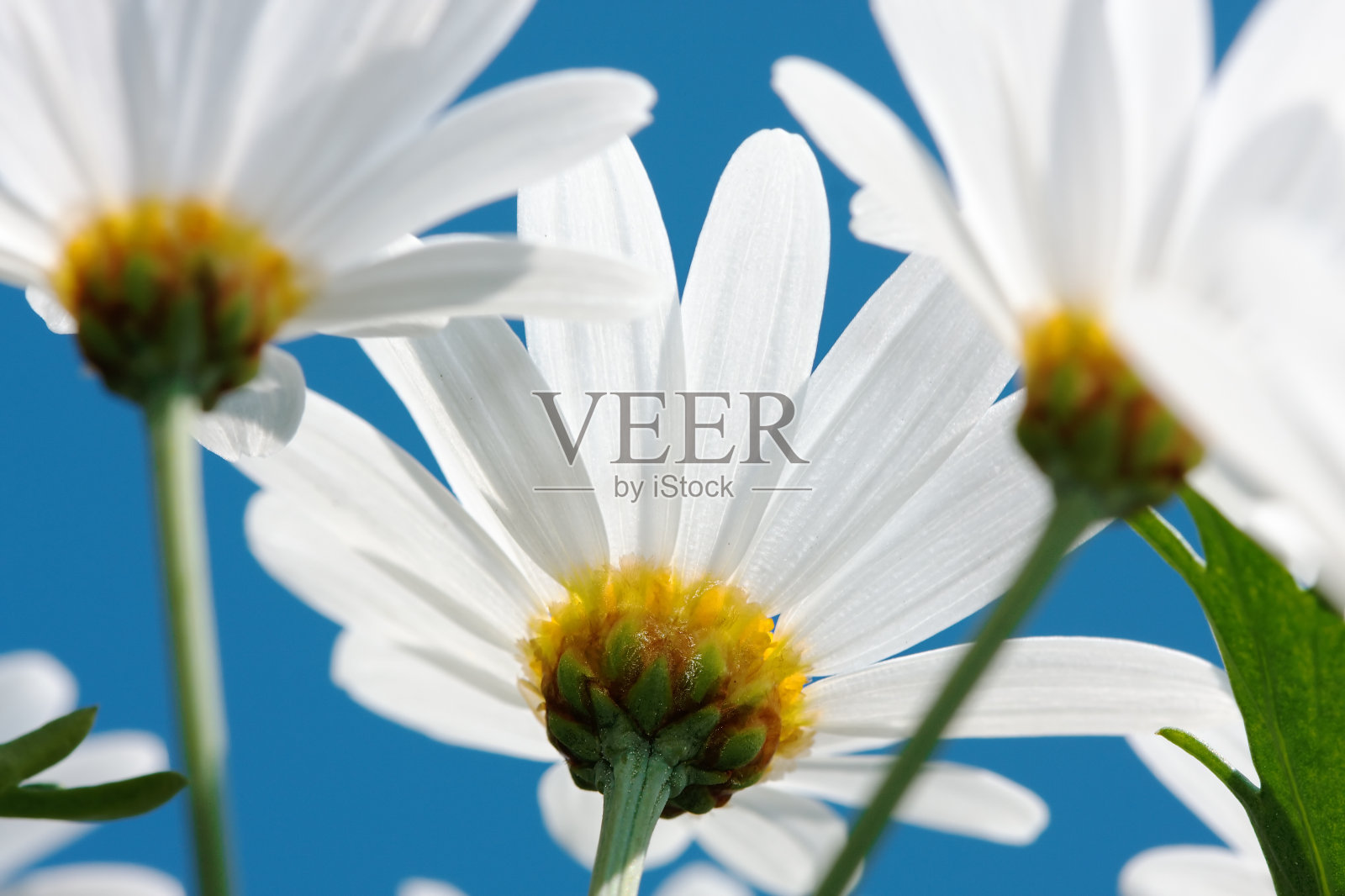 美丽的菊花照片摄影图片