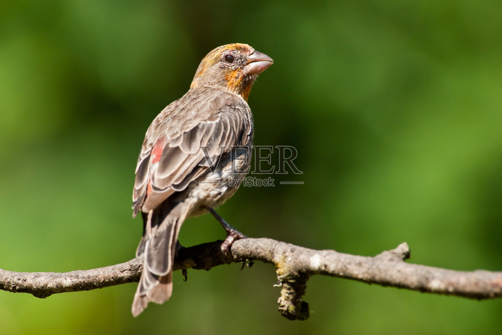 雄性家雀(橙色变种)照片摄影图片
