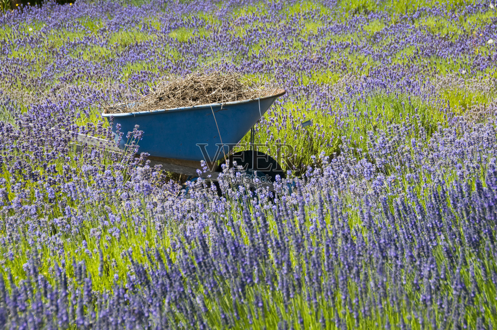 薰衣草田里的独轮手推车和杂草照片摄影图片