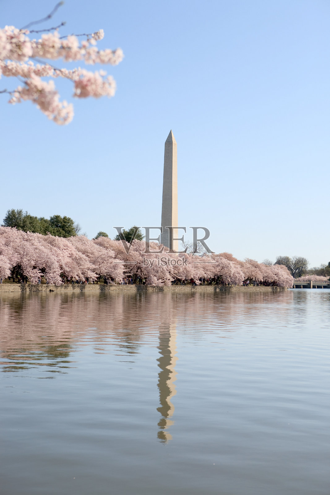 华盛顿特区的樱花照片摄影图片