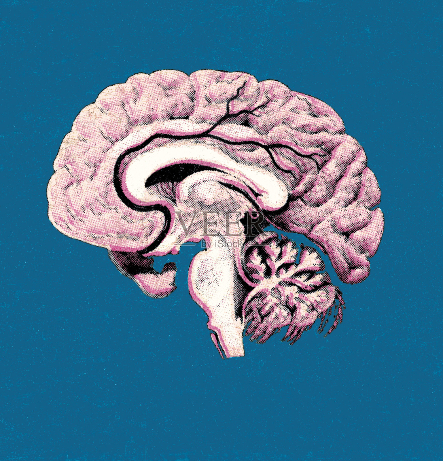 人类的大脑插画图片素材