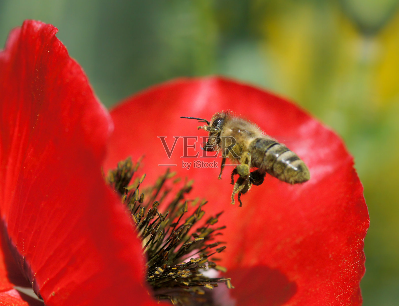 蜜蜂在飞照片摄影图片