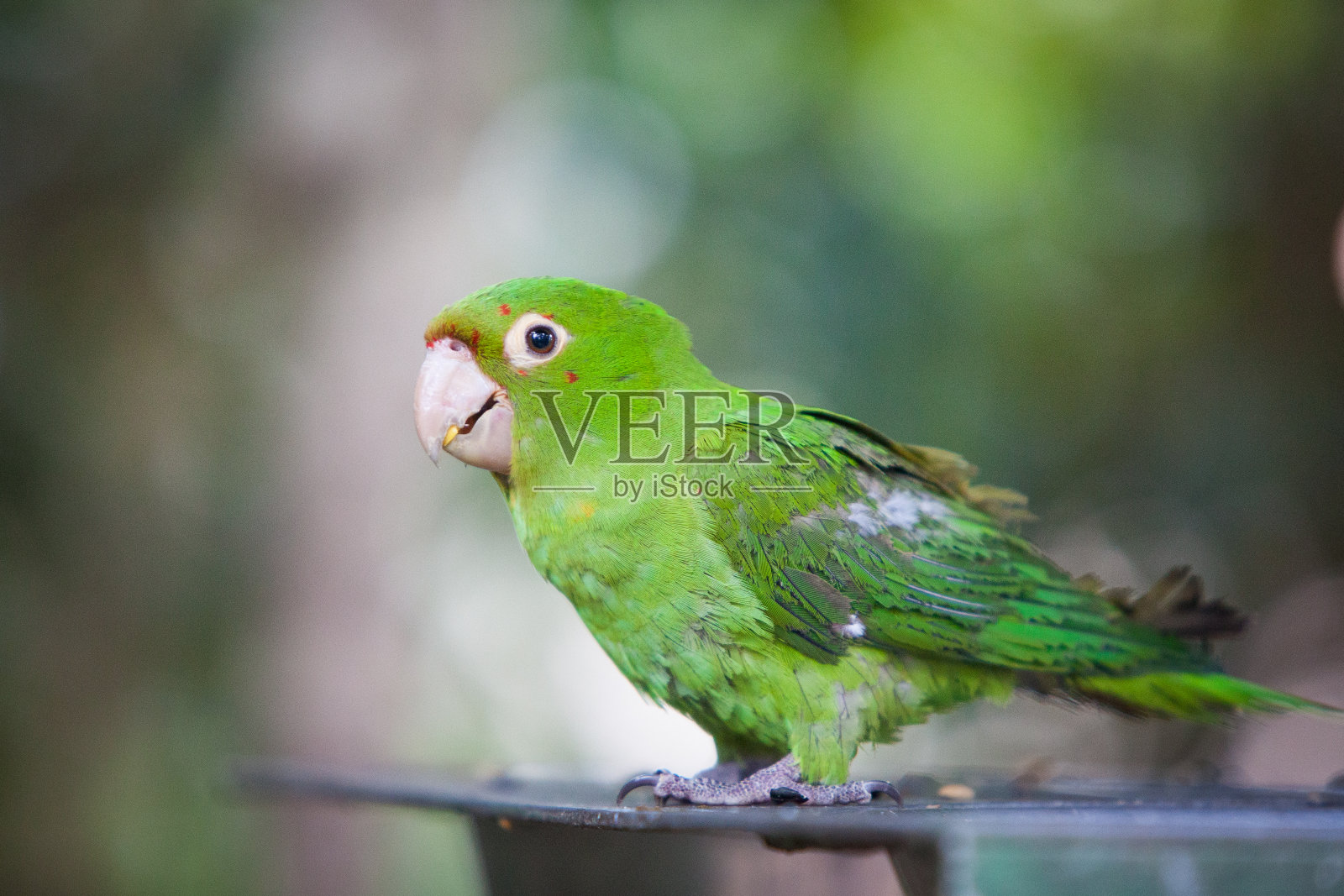 可爱的长尾小鹦鹉照片摄影图片