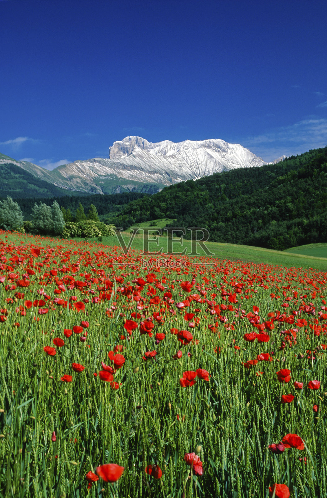 领域的罂粟花照片摄影图片