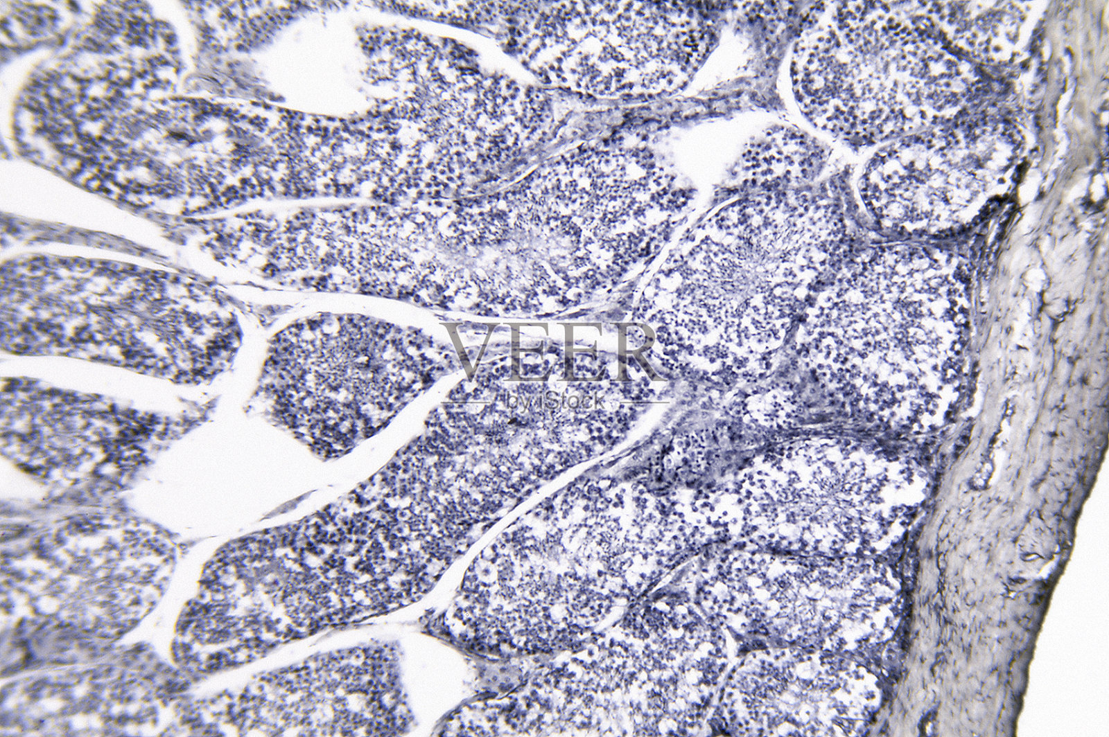 睾丸照片摄影图片