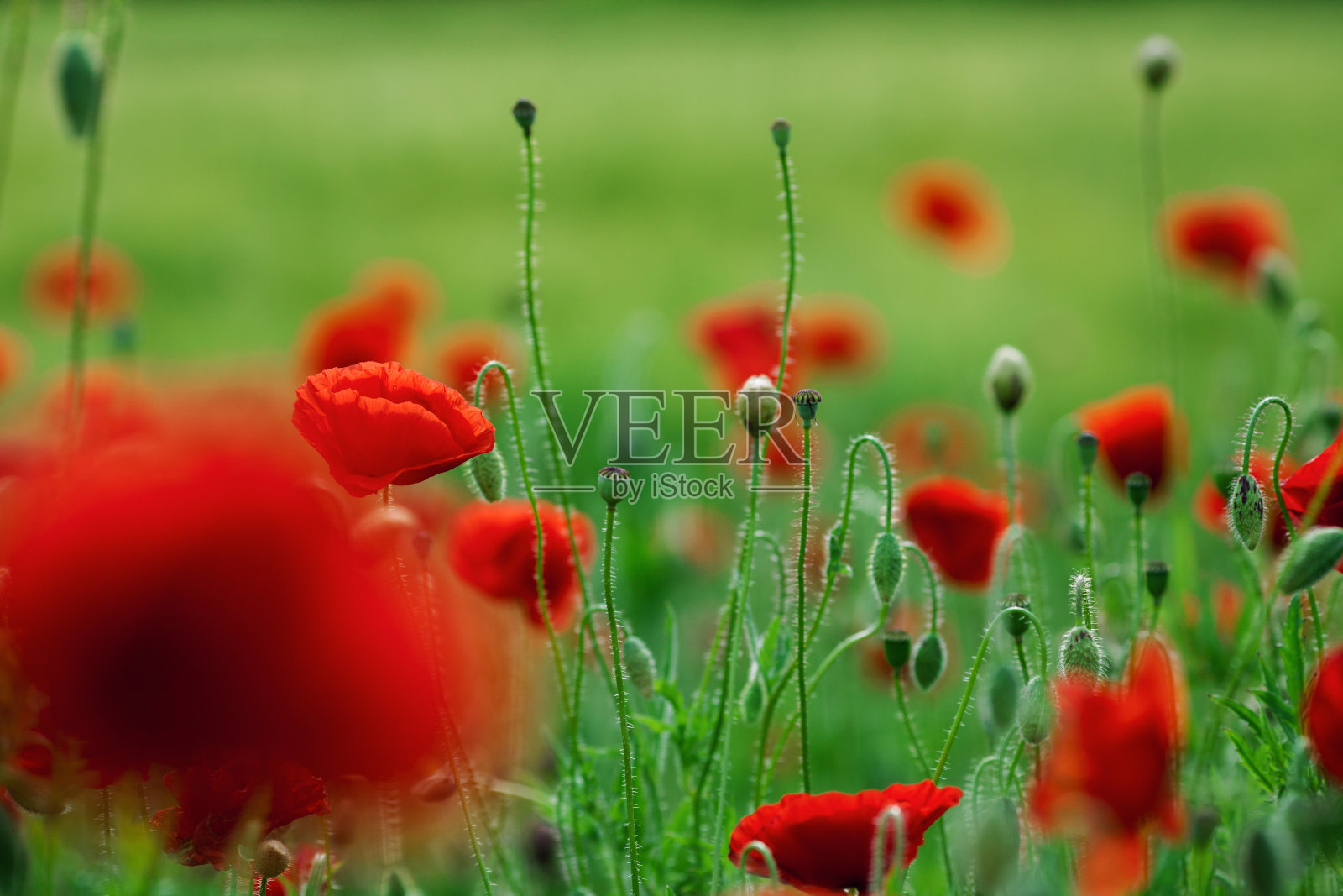 罂粟花照片摄影图片