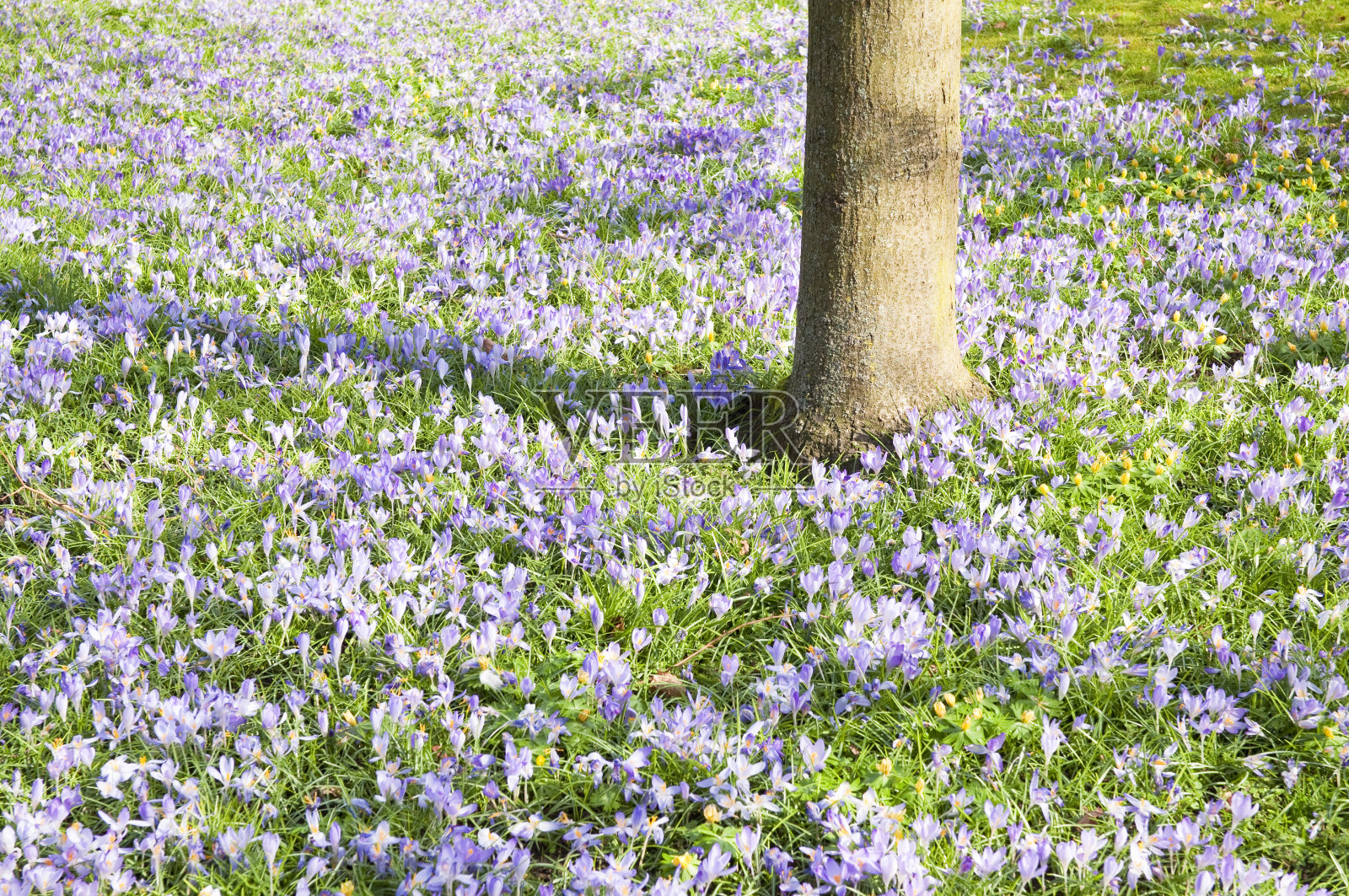 番红花春天毯子照片摄影图片