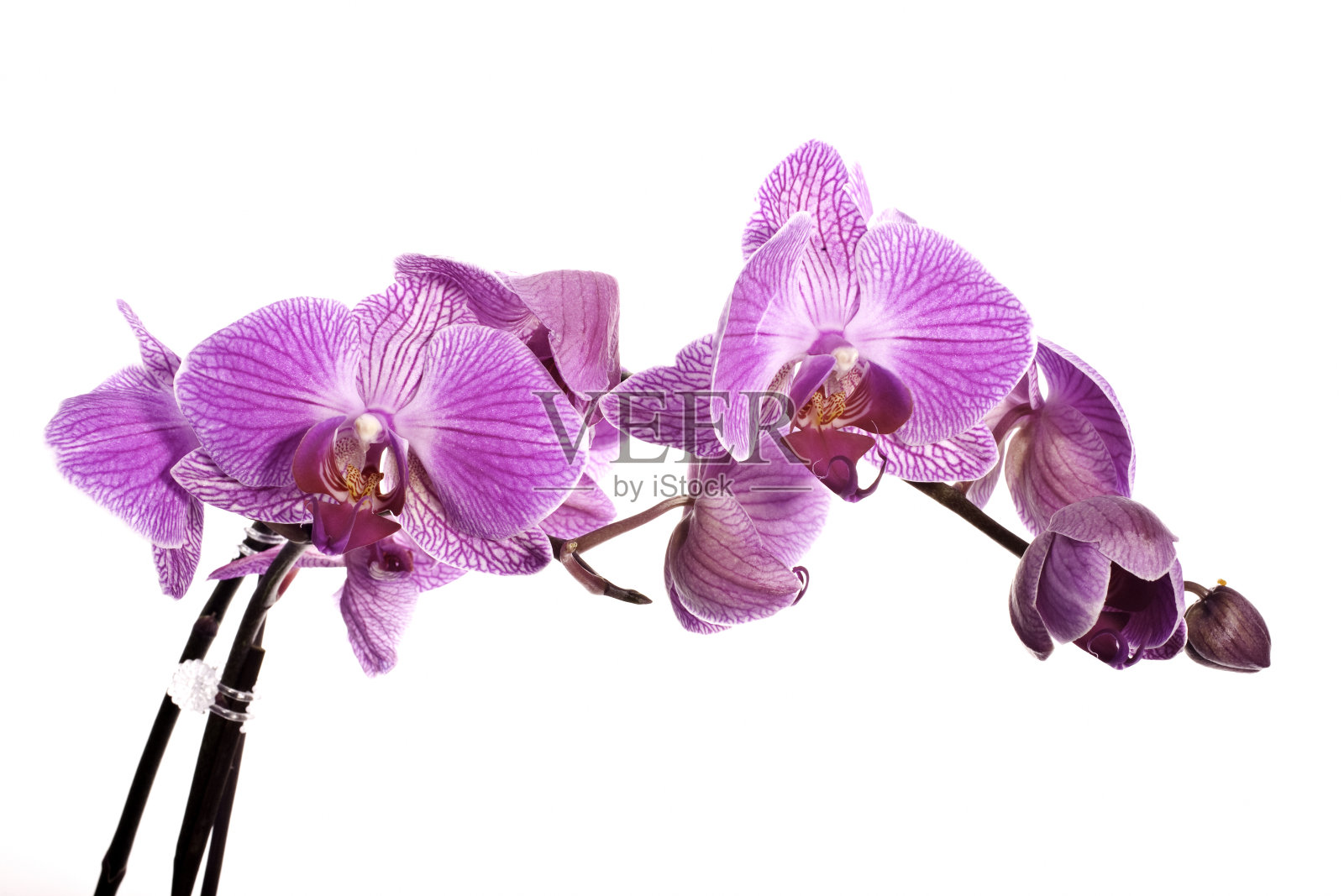 粉红色的兰花，孤立在白色上照片摄影图片