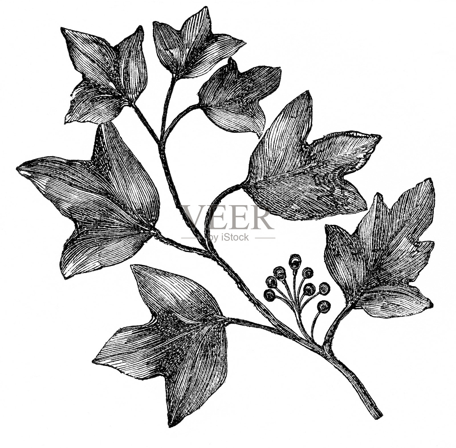 艾薇雕刻插画图片素材