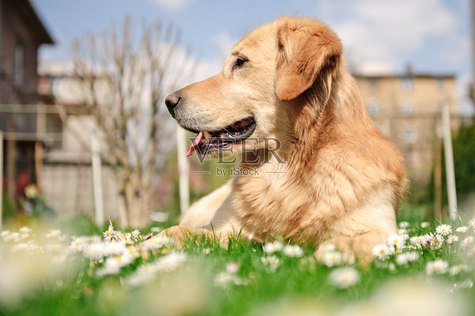 城堡之王照片摄影图片