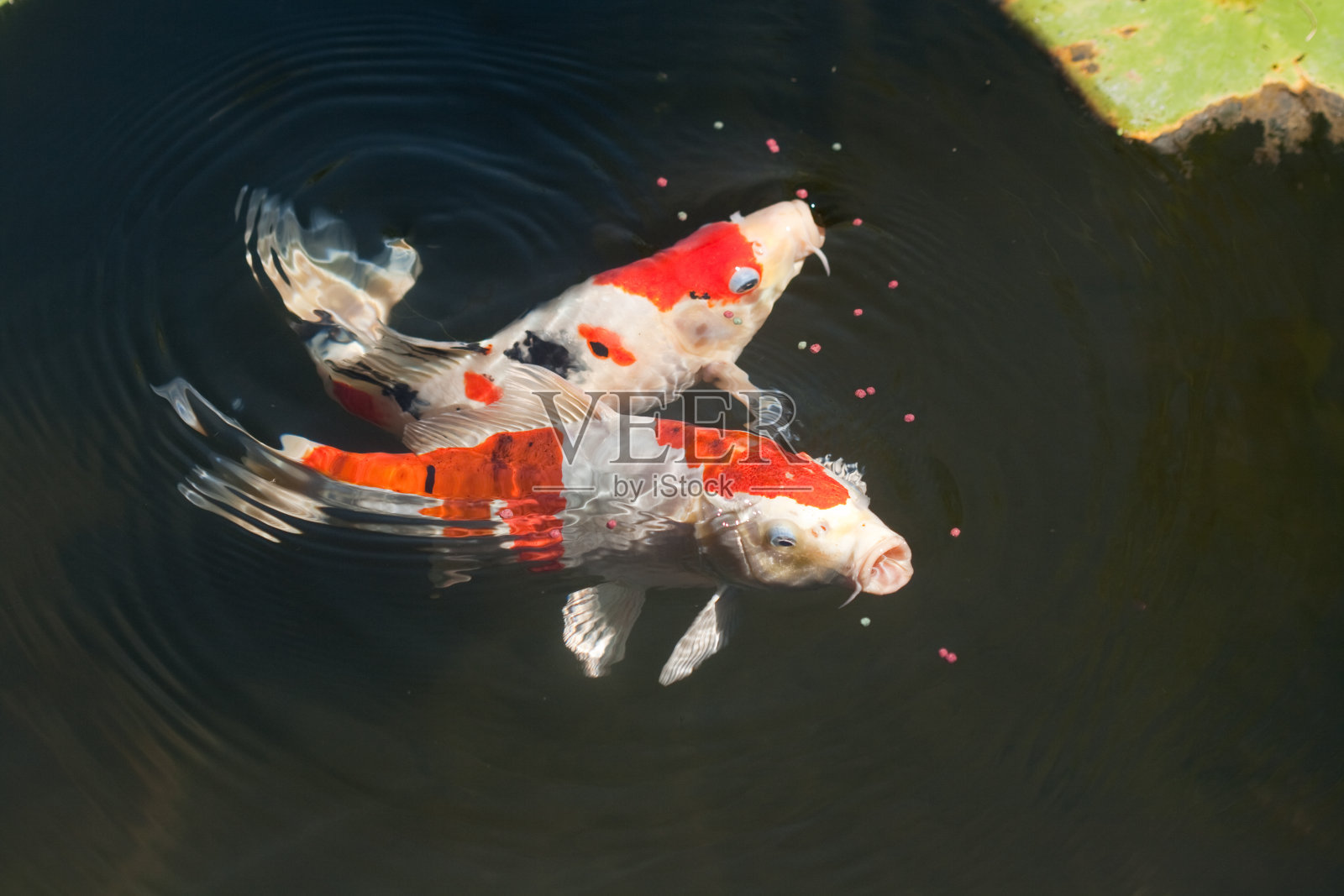 两个锦鲤鱼照片摄影图片