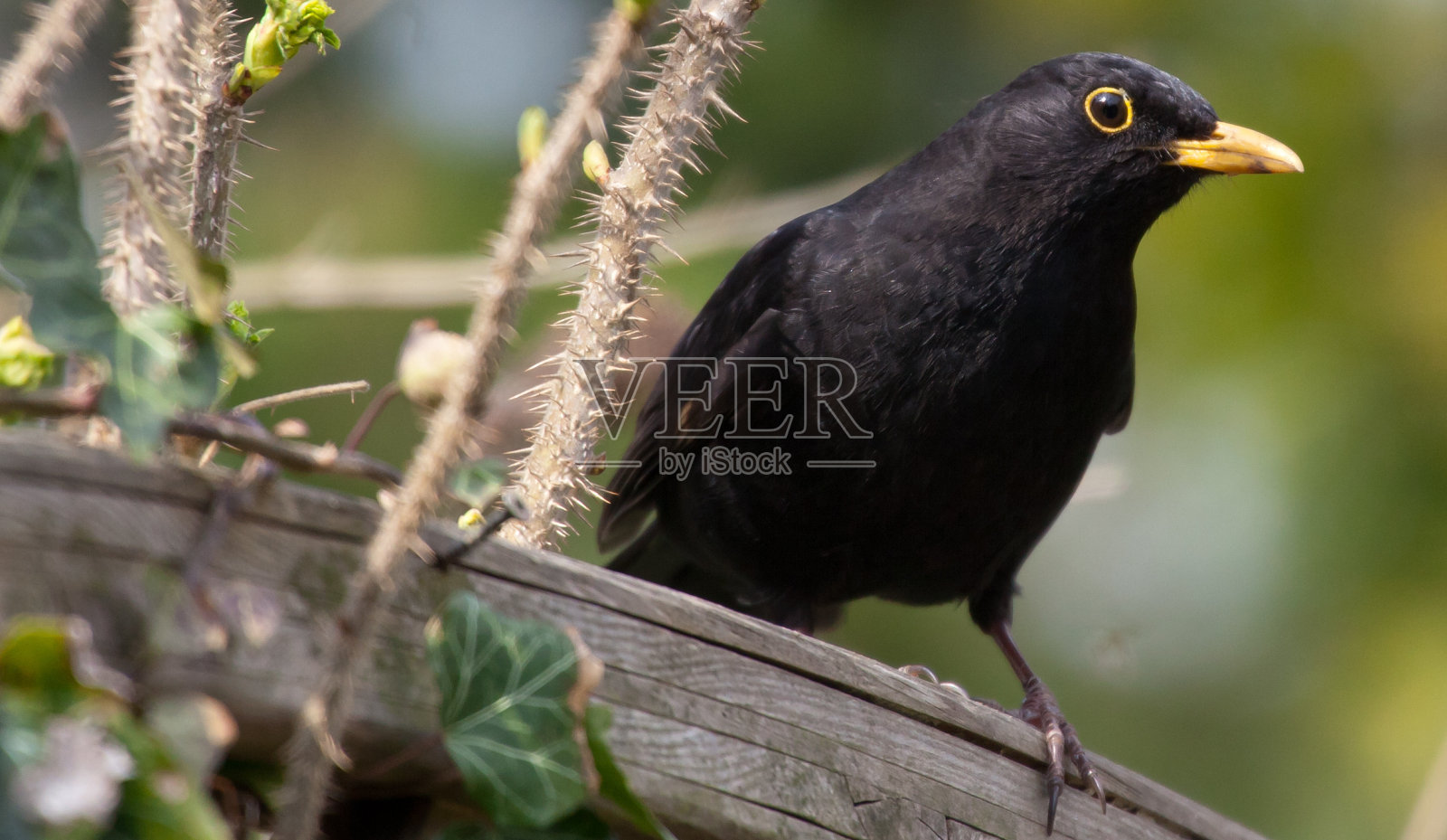 黑鸟照片摄影图片