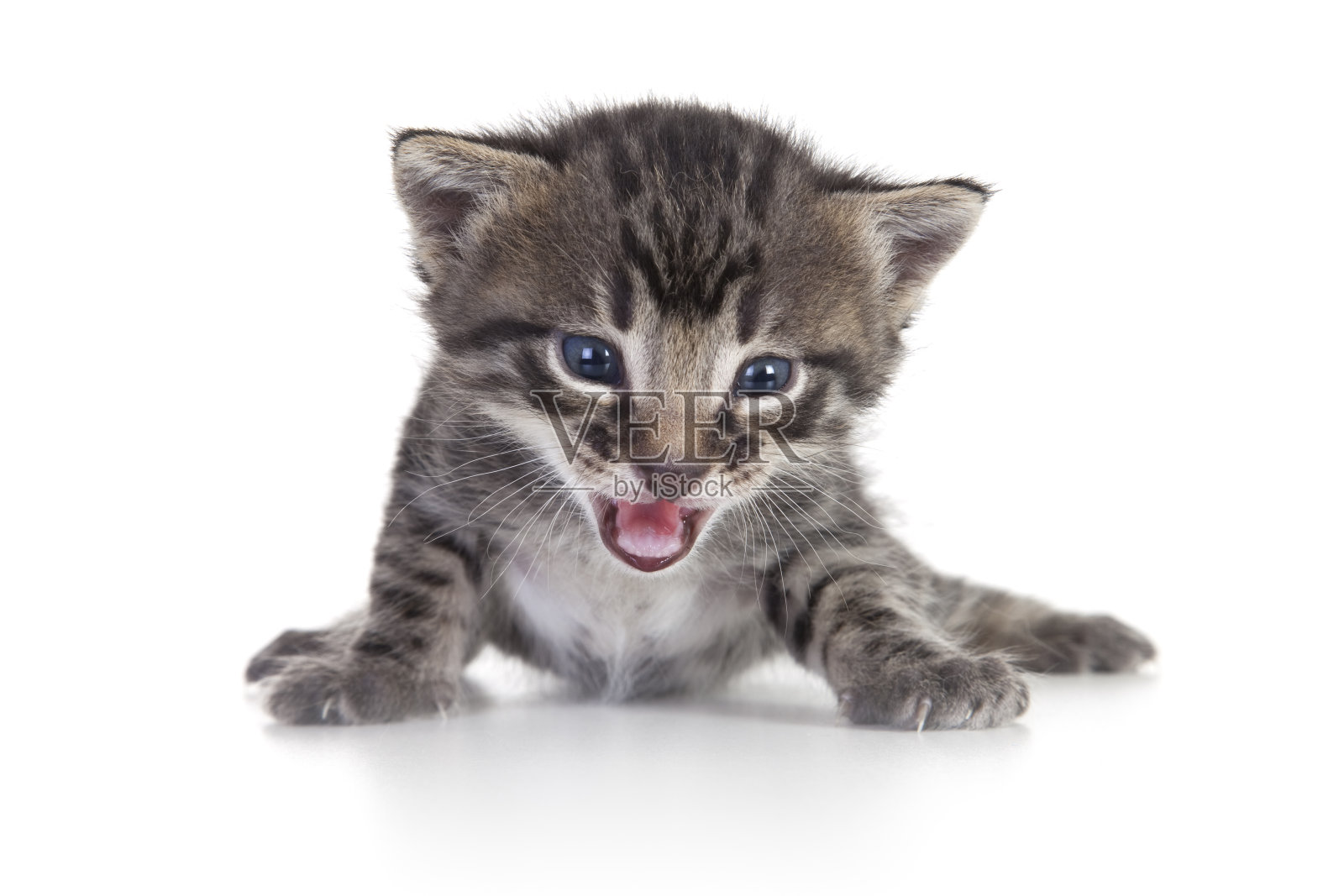 白色背景上的小猫照片摄影图片