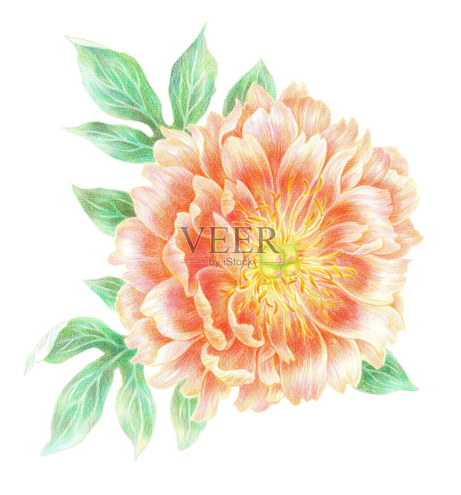 柔软的牡丹插画图片素材