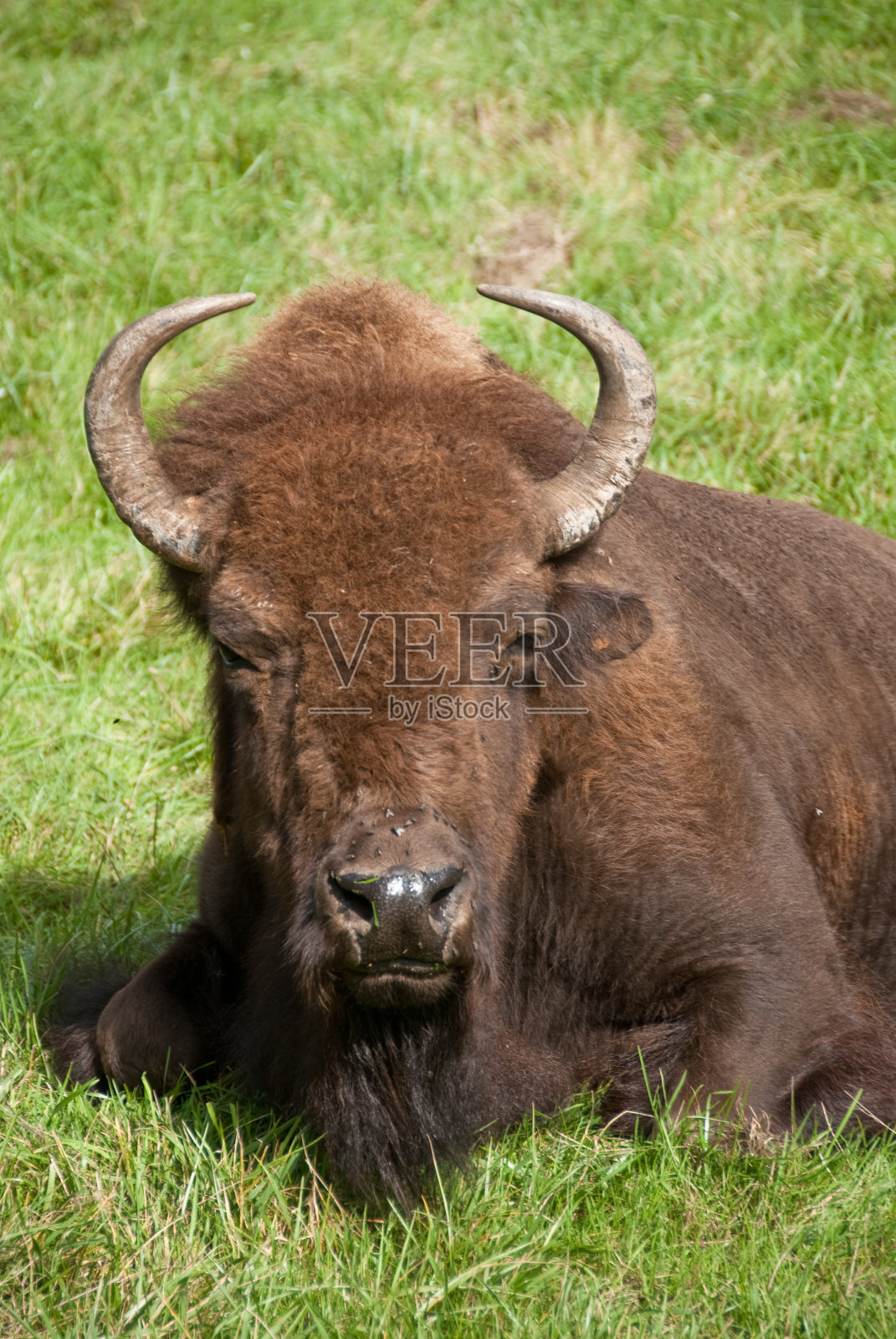 在草地上休息的野牛照片摄影图片