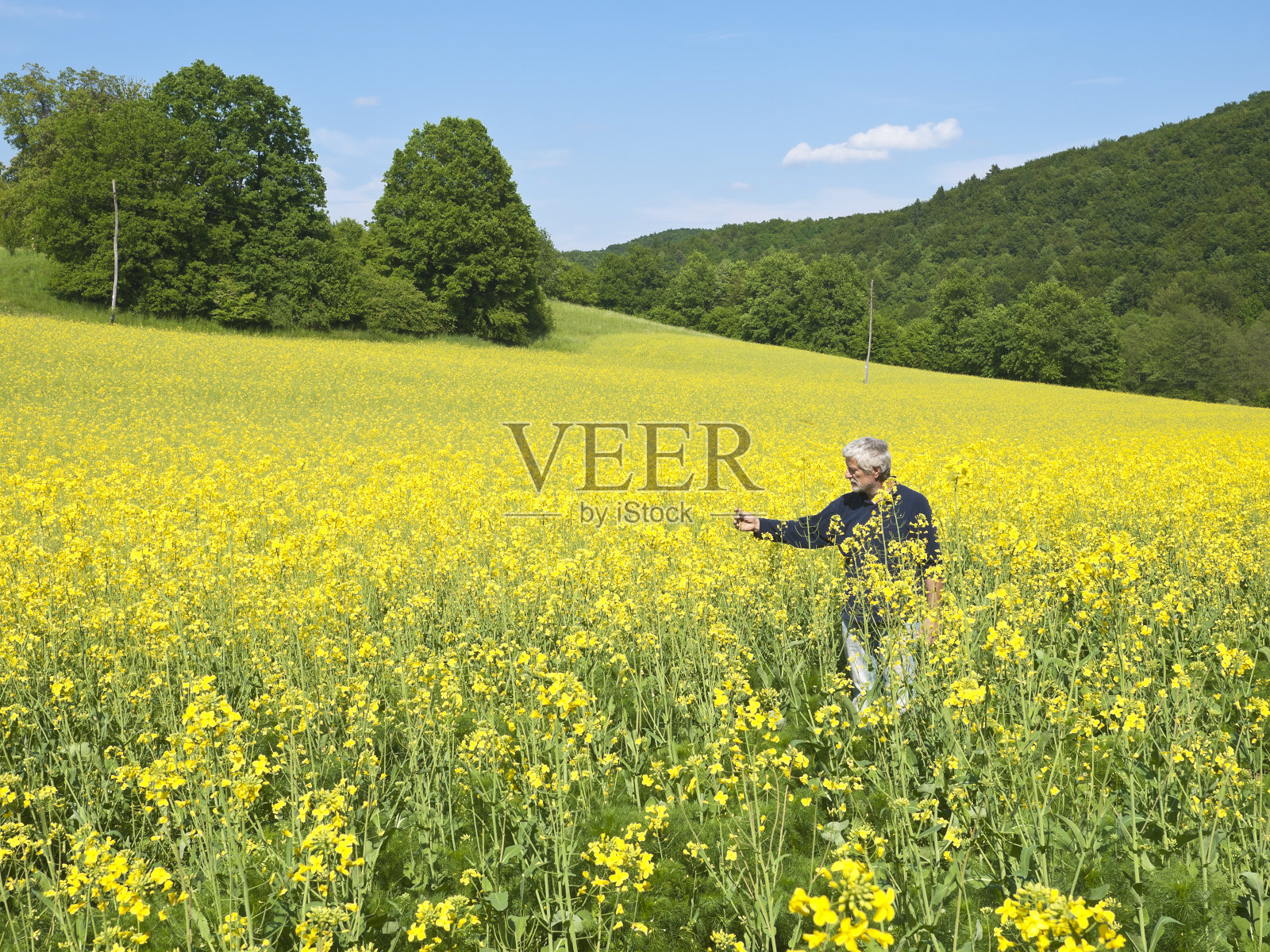 农民在油菜籽照片摄影图片