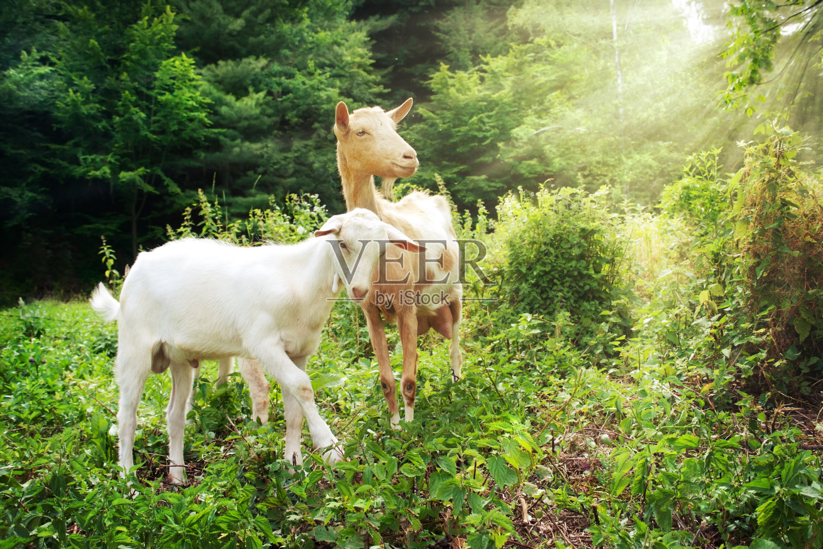 山羊的家庭照片摄影图片