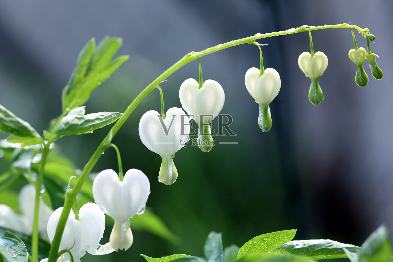 流血的心照片摄影图片