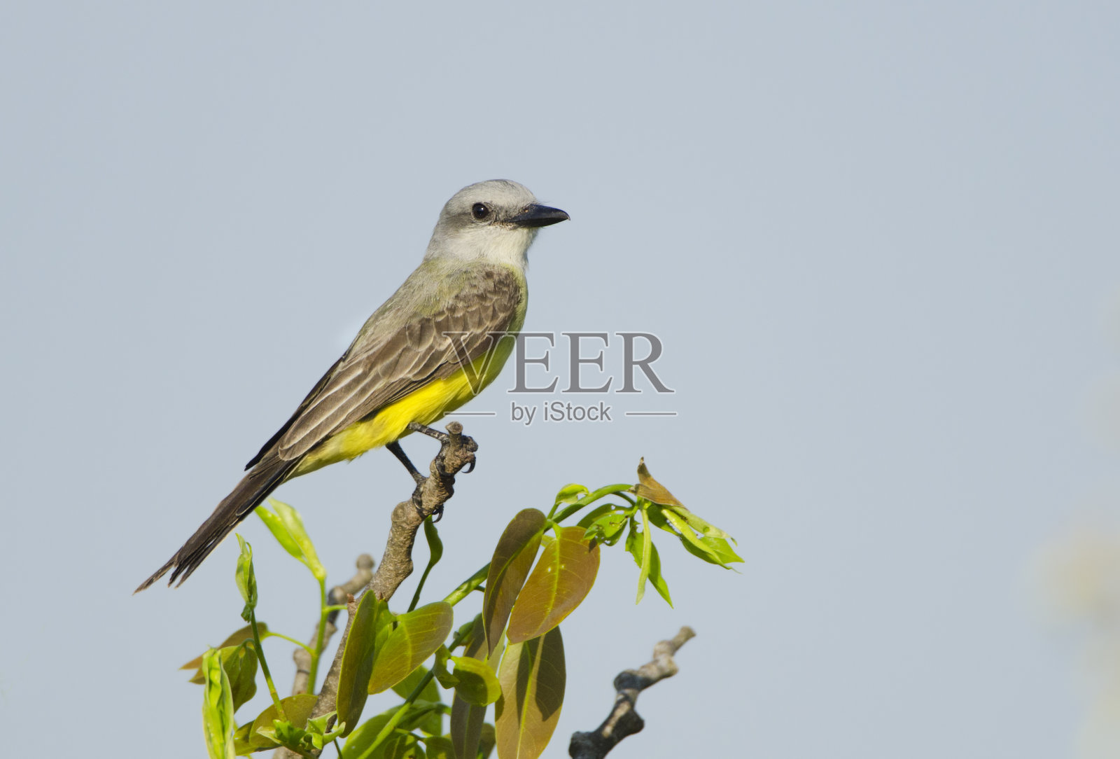 来自巴拿马的热带王者鸟照片摄影图片