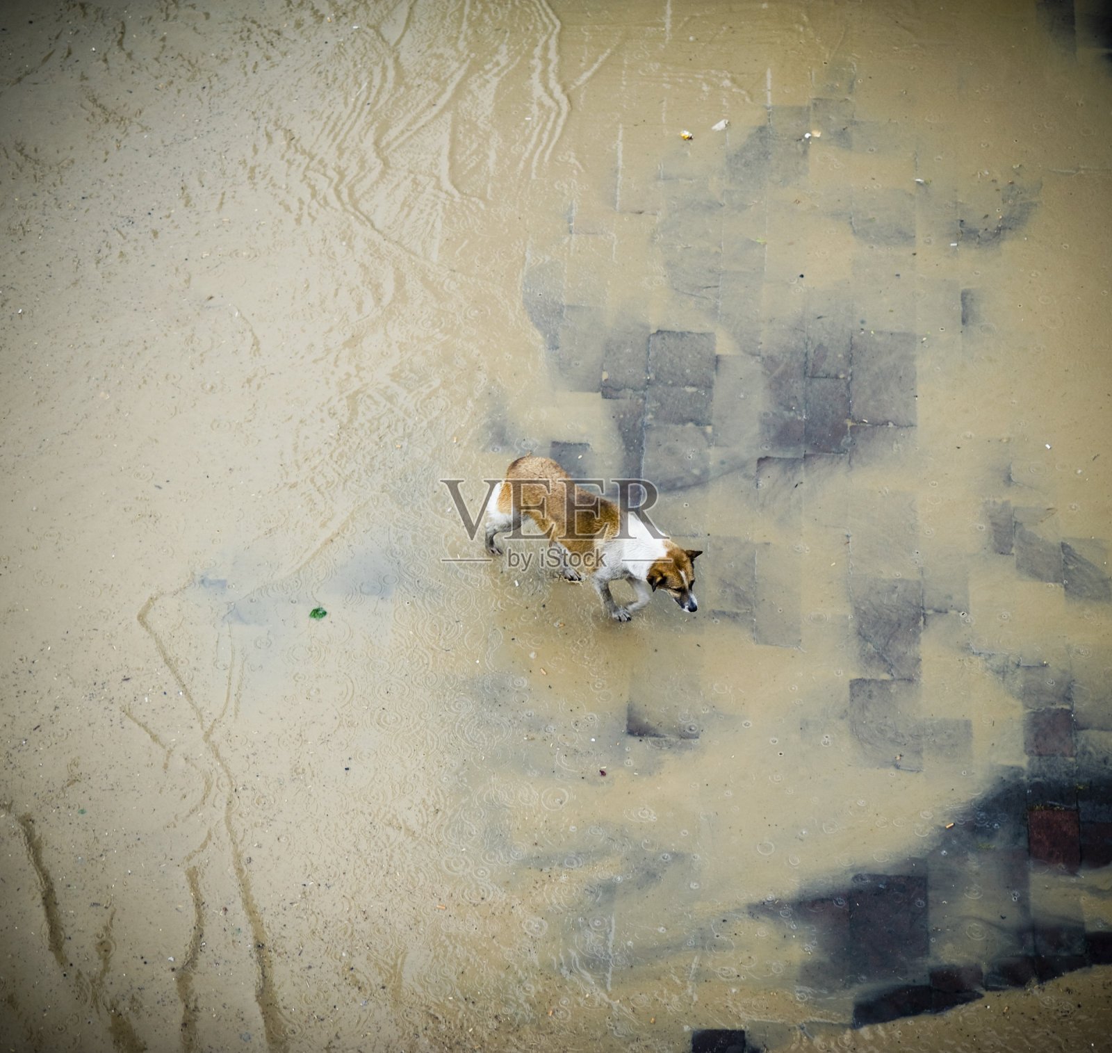 洪水中的流浪狗照片摄影图片