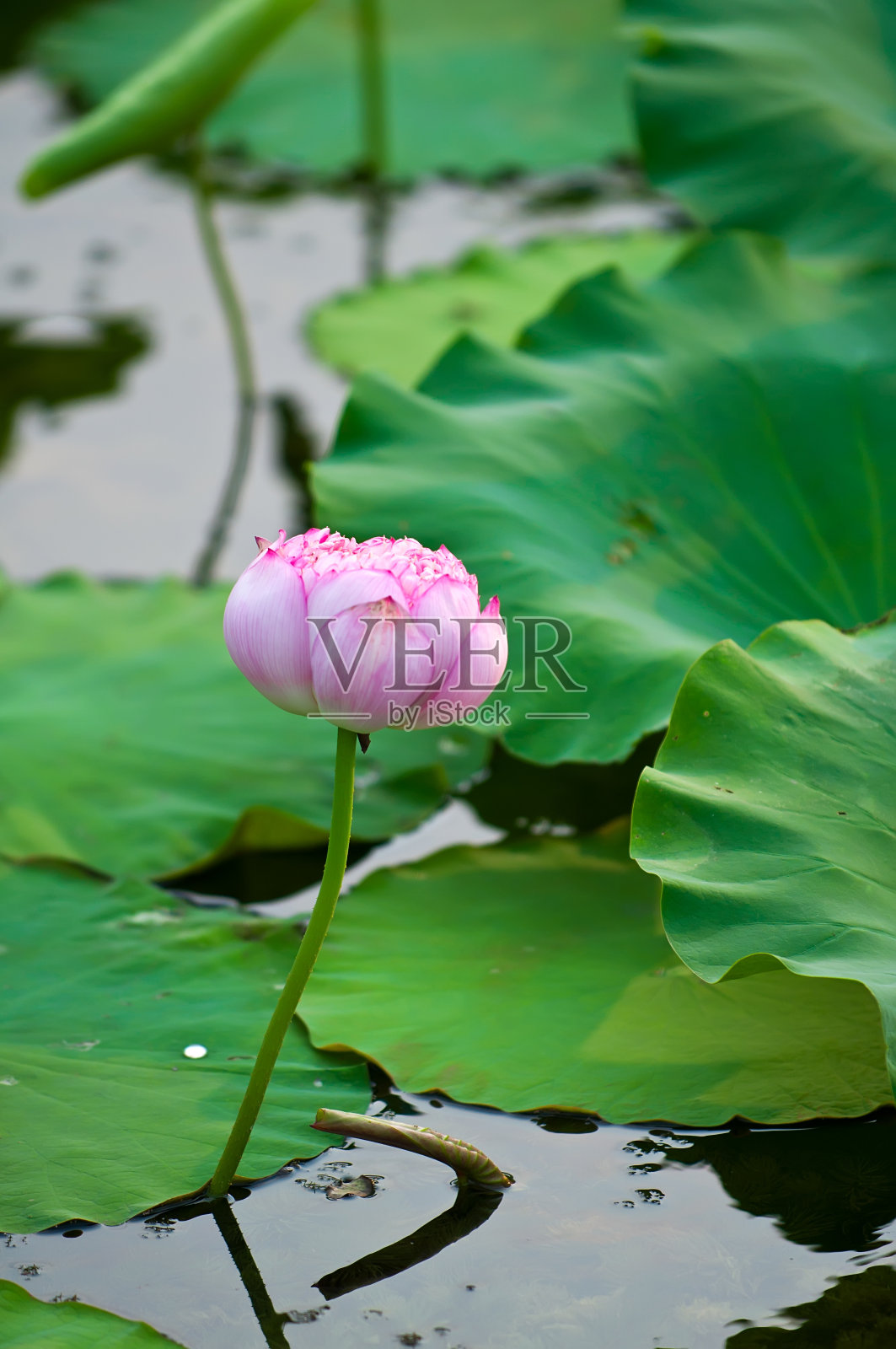 荷花和荷花植物照片摄影图片
