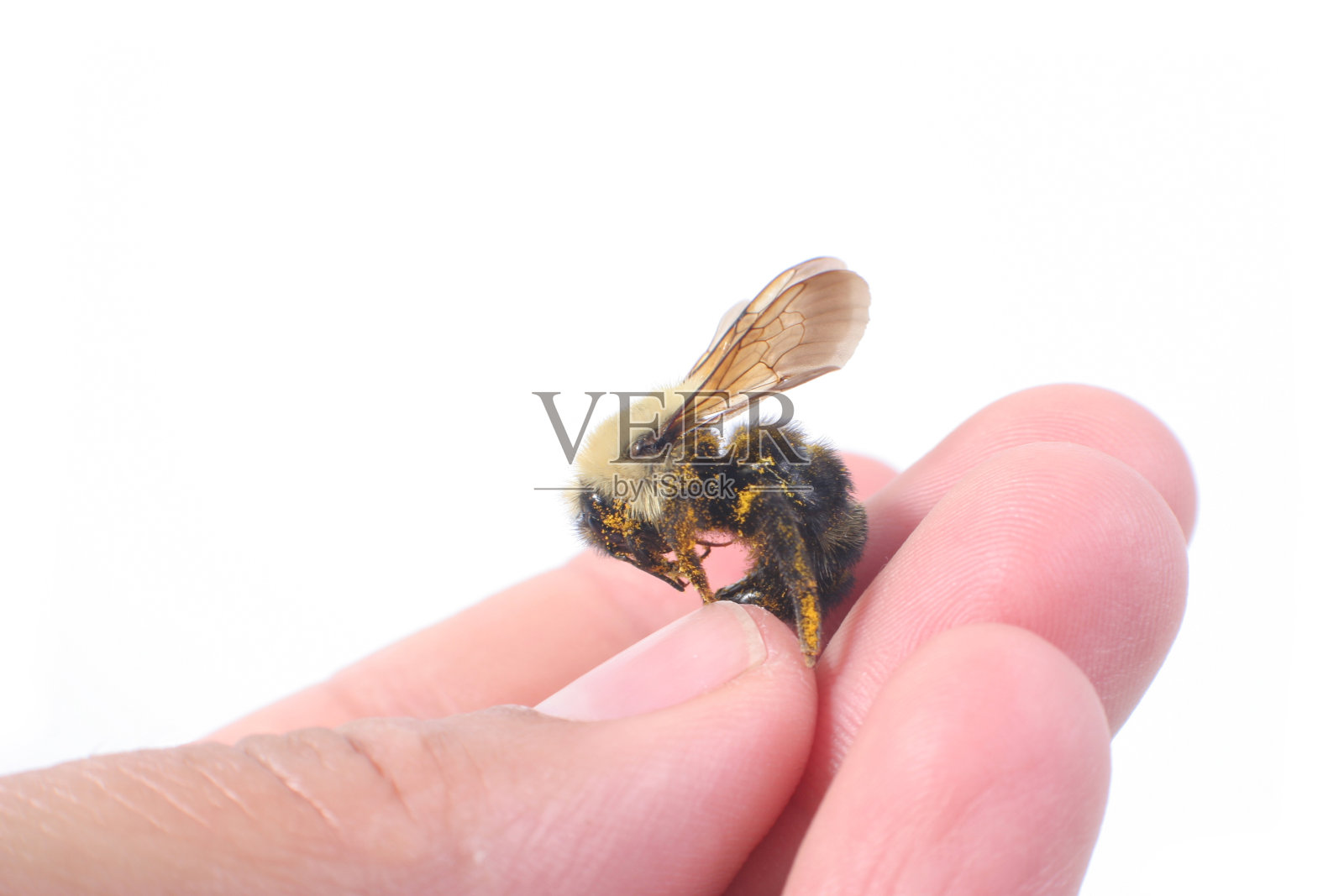 养蜂人的手照片摄影图片